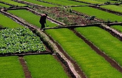 多地加速试点农地抵押贷款 探索多方式防风险