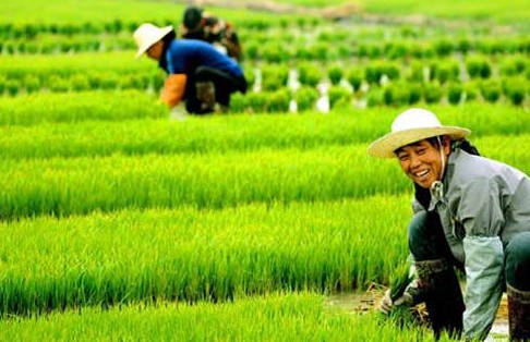 中国工程院院士朱英国：城镇化与粮食安全不矛盾