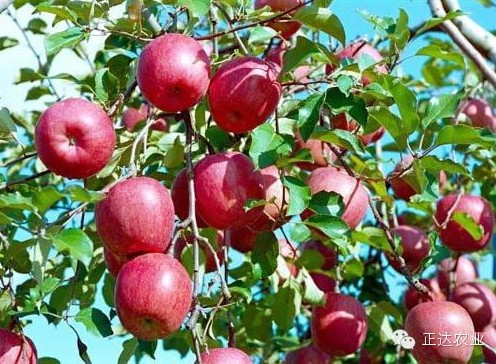 青岛正达农业专家是说：苹果树如何打药