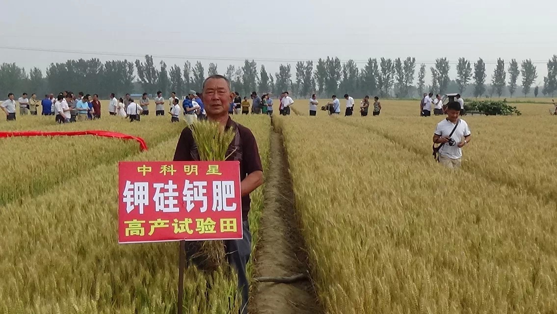 中科明星钾硅钙肥在山东宁津小麦实验