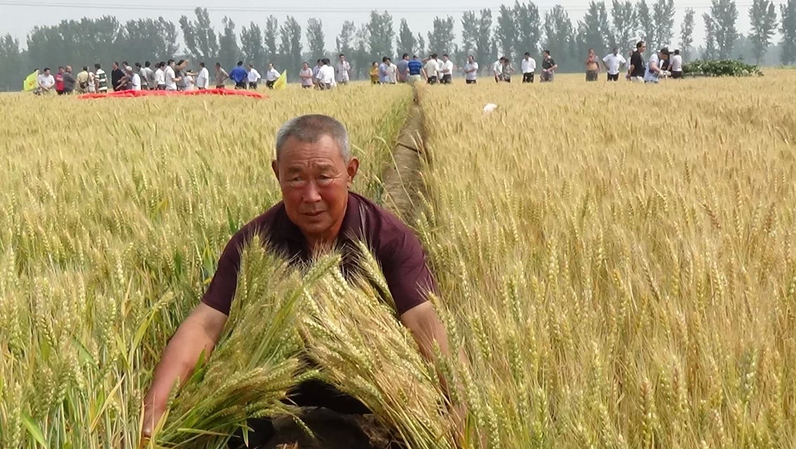 中科明星钾硅钙肥在山东宁津小麦实验