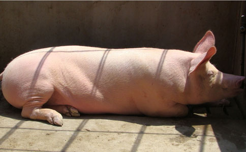 农业部与FAO联合开展“中国非洲猪瘟防范项目”