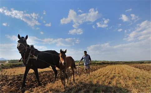 粮食安全的根本在耕地、关键在耕地质量。