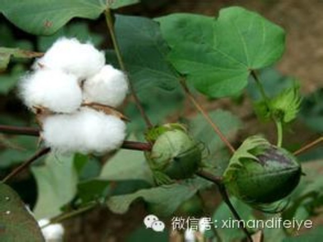 钾可增加棉花叶面积,提高叶绿素含量,增加二氧化碳同化率,延长叶的
