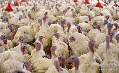 德国养禽大州再现禽流感疫情 扑杀上万家禽