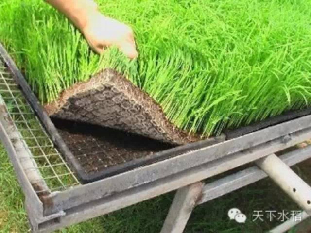 水稻新基质无土旱育秧技术