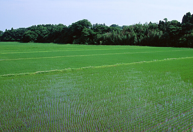  2015全国水稻解决方案高峰论坛