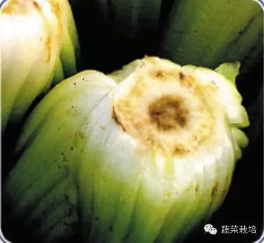 芹菜心部变黑腐烂是怎么回事?