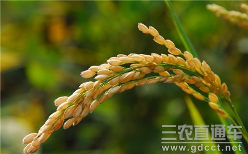 农业部：目前水稻、玉米等秋粮作物长势总体正常