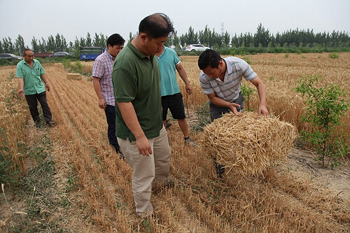 小麦籽粒收获及秸秆打捆一体化技术试验成功2.jpg
