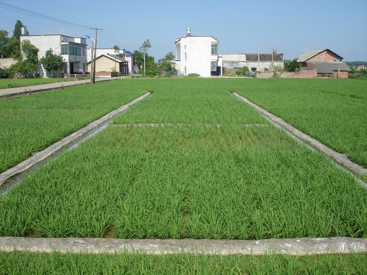 “施地佳”土壤调理剂酸化土壤改良田间示范成功