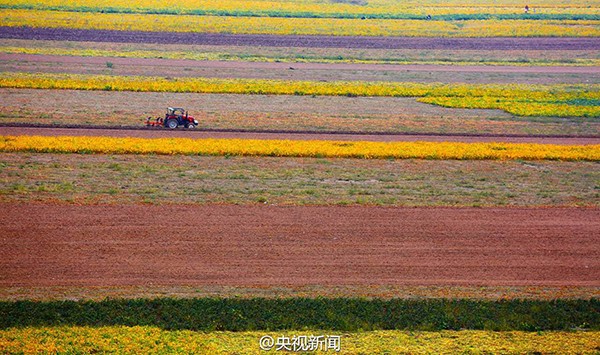 山西万亩黄河滩涂地丰收 “七彩画廊”绵延百里2.jpg