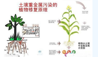 土壤修复技术的原理以及9种修复技术