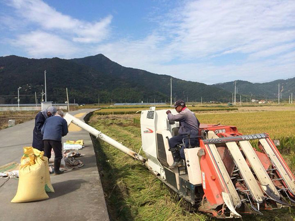 晚稻收割机械化-田间地头奏响“丰收曲”4.jpg