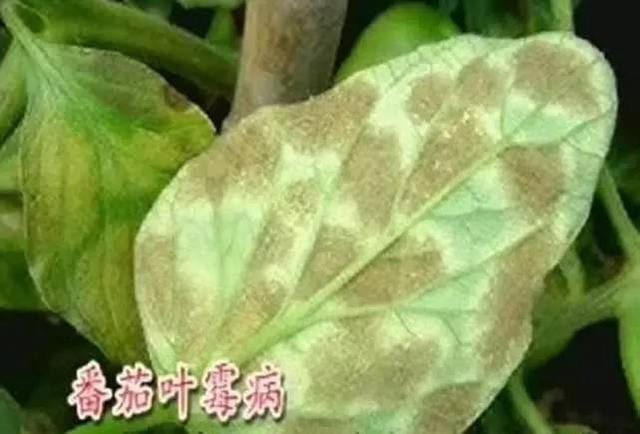 10.番茄叶霉病,斑叶病和炭疽病的防治