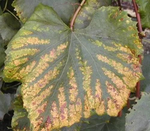 植株患有缺镁症,尤其是在果实发育中期患缺镁症,叶片颜色会逐渐发黄.