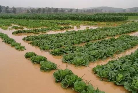 夏季暴雨后，这些蔬菜病害不得不防！