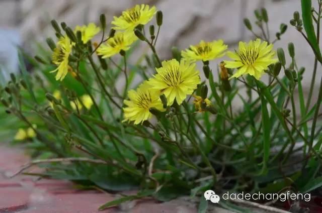 玉米田除草剂使用常识