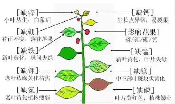 史上最全肥料知识 ！