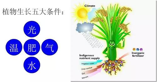 史上最全肥料知识 ！