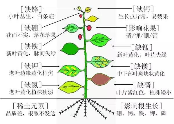 史上最全肥料知识 ！