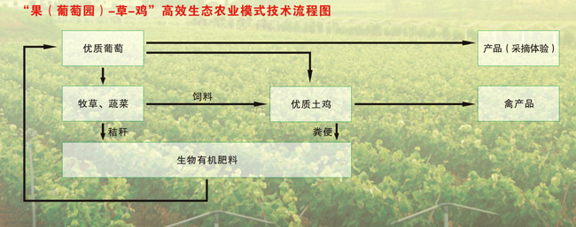 综合种养让农民增收不再难3.jpg