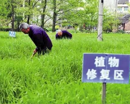 金属矿山土壤重金属污染修复-植物吸收