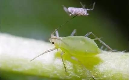 杀虫剂怎么用？熟悉了害虫生活习性，方能对症下药！