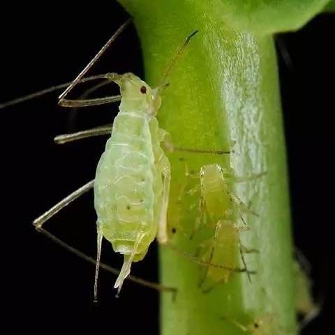 杀虫剂怎么用？熟悉了害虫生活习性，方能对症下药！