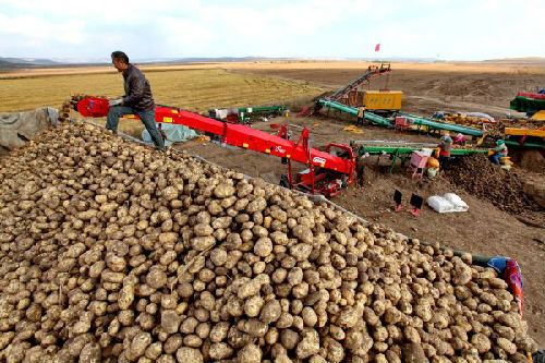 中国掀马铃薯革命 马铃薯成为水稻小麦玉米之后第四大主粮.jpg