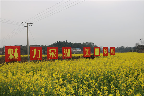 魅力泉湖美丽乡村菜花黄.JPG