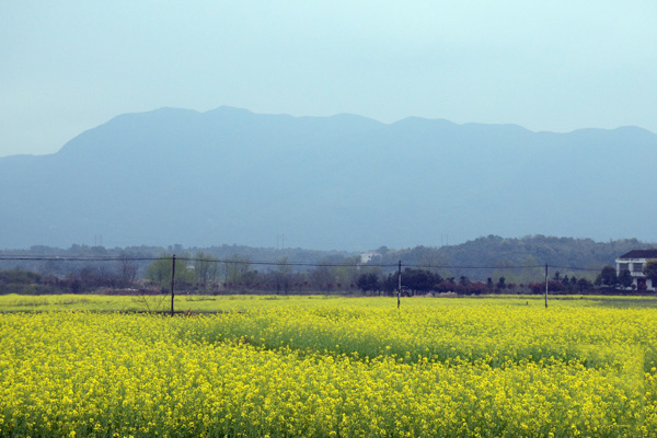 油菜机械化种植示范基地花开正盛.jpg