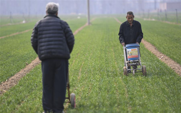 河北枣强县王均乡刘大市村村民用撒肥器给麦田施肥。.jpg