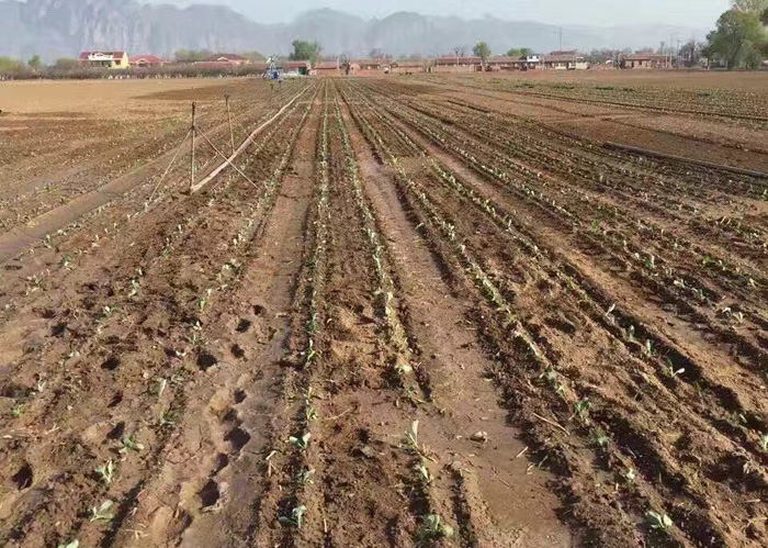 富来威甘蓝移栽机种植效果.jpg