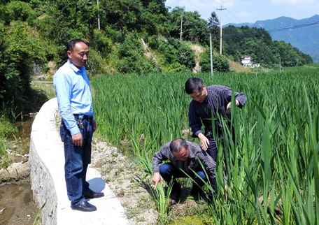 县农技中心土肥站开展土壤调节剂示范工作