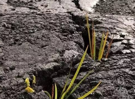 【文科论坛】重金属污染土壤的植物修复技术研究现状
