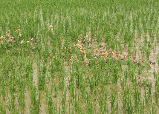土壤“喝”酸奶水稻“吃”酵素 高山上种的酵素米60元一千克