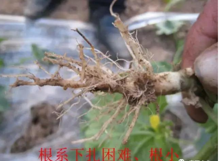 蔬菜定植后土壤恶化怎么办？