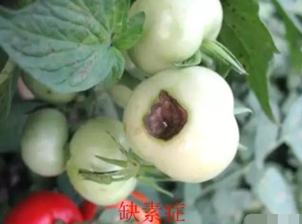 蔬菜定植后土壤恶化怎么办？