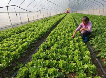 大棚蔬菜进入拔园歇茬期如何进行土壤消毒