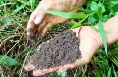 土壤急剧酸化对作物生长有哪三大恶果？如何防治土壤酸化？