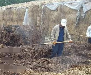 土壤恶化问题导致蔬菜长不好，改良措施要到位，不能盲目进行