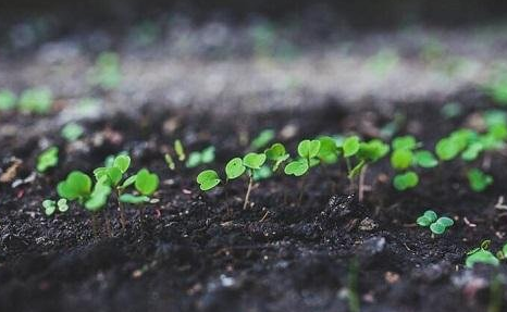 【涨知识】土壤地下水污染生物修复技术