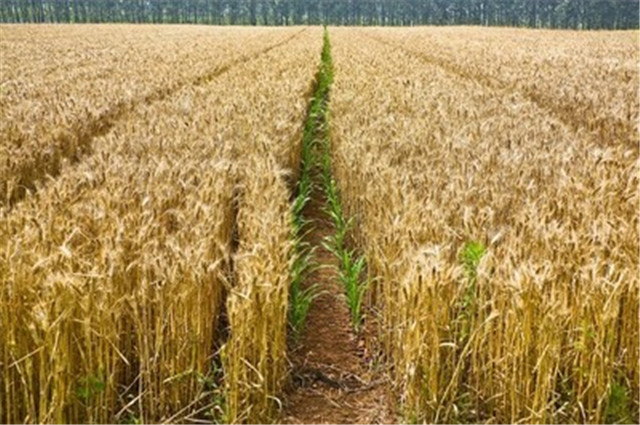 小麦为何会大片死亡，原来是因为这几点