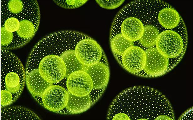 碳氢科学1200问之001组：从宇宙到微藻