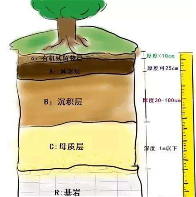 碳氢科学1200问之006组：从环球褐藻门到中国寒冷期