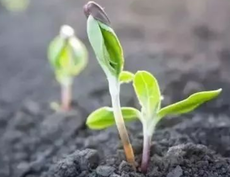 理解了土壤微生物，才叫懂得有机农业！