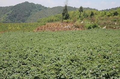 高山蔬菜土壤怎样改良？ 高山蔬菜土壤怎样改良？