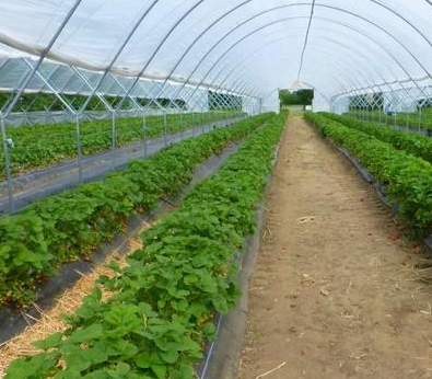 蔬菜大棚土壤酸化如何改良？