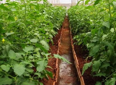 蔬菜大棚土壤酸化如何改良？